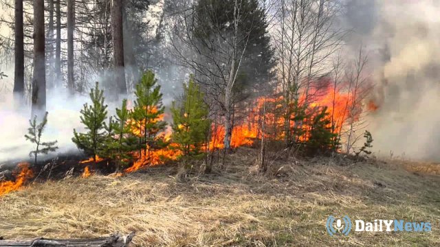 В Краснодарском крае обнаружено 5 очагов лесных пожаров