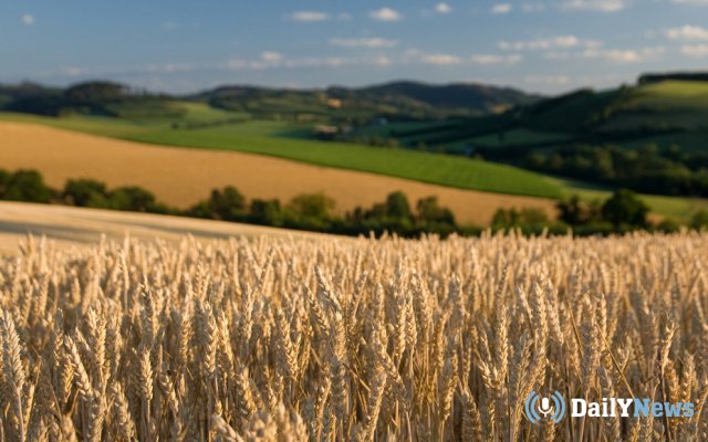 Жители Ульяновской области пожаловались на охотников, которые испортили пшеничные посевы