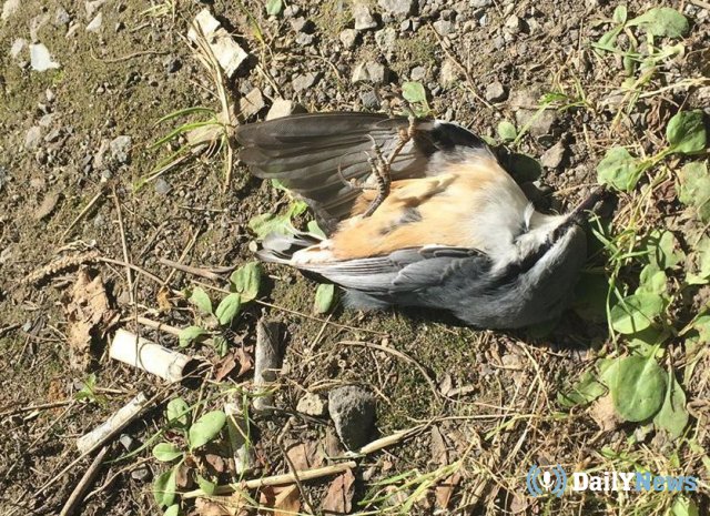 В Рязани проходит разбирательство по факту массовой гибели птиц