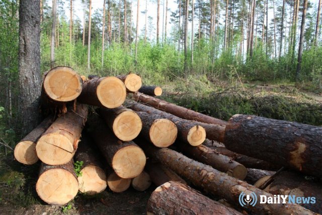 Жителя Ульяновска приговорили к 2,5 годам заключения из-за незаконной рубки деревьев