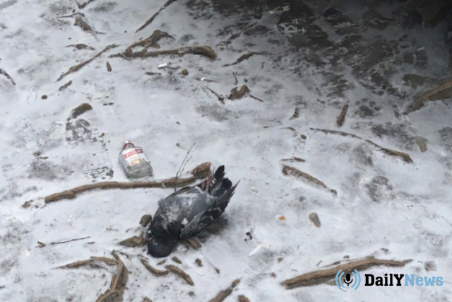 Специалисты установили причину массовой гибели птиц в Карелии