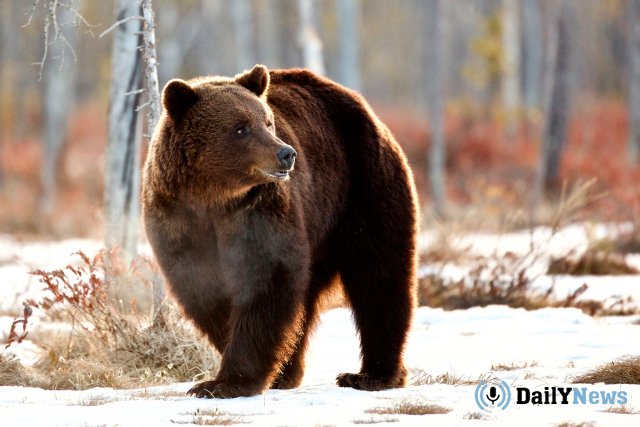 Житель Воткинска стал жертвой нападения медведя