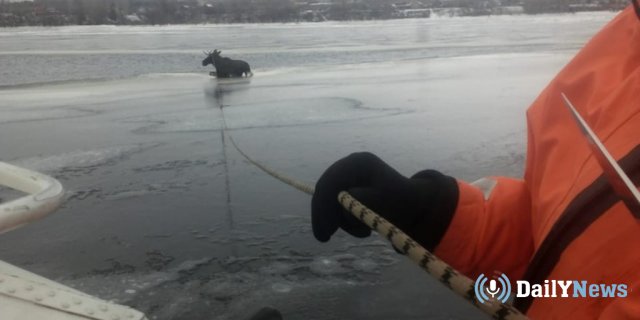 В Татарстане спасли лося, застрявшего в реке