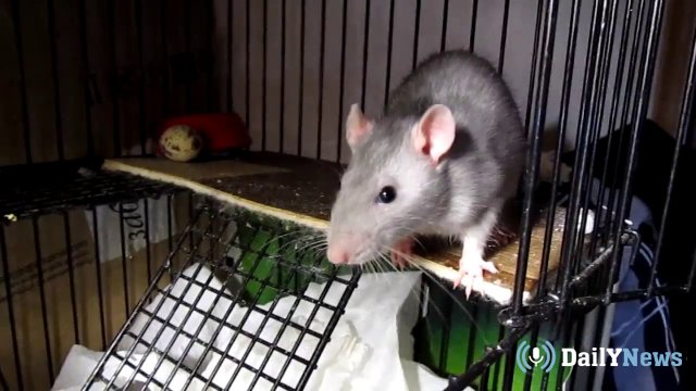 Ветеринар призывает не покупать грызунов в качестве подарка на год крысы