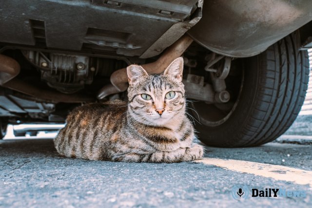 Администрация Новотроицка возместит местному жителю ущерб, нанесенный бездомным котом