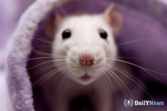 Психологи рассказали, почему большинство людей боятся крыс