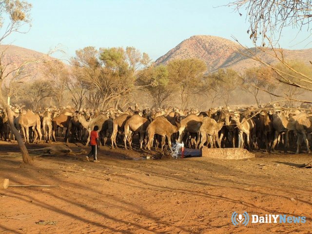 Австралийские власти заявили о намерении уничтожить верблюдов