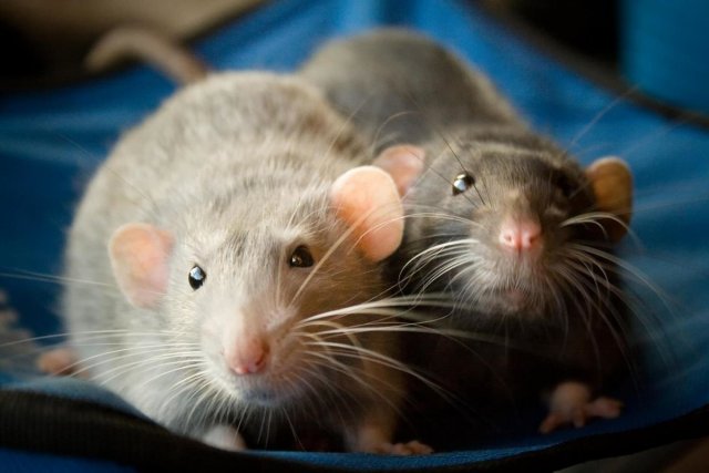 Центр помощи домашним крысам-отказникам открылся в Екатеринбурге