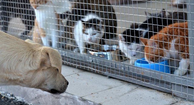 Для бездомных животных в Сочи появятся парковые вольеры