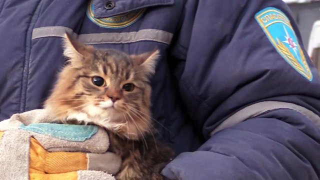 Операция по спасению кошки прошла в Москве