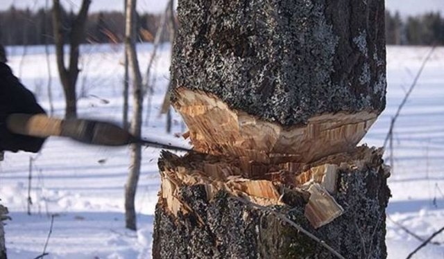 Незаконная вырубка деревьев была зафиксирована в лесах Иркутской области