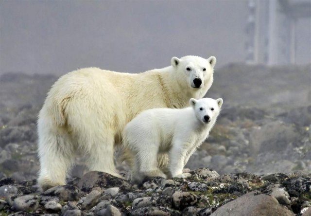 Пересчет численности белых медведей проведут в России впервые