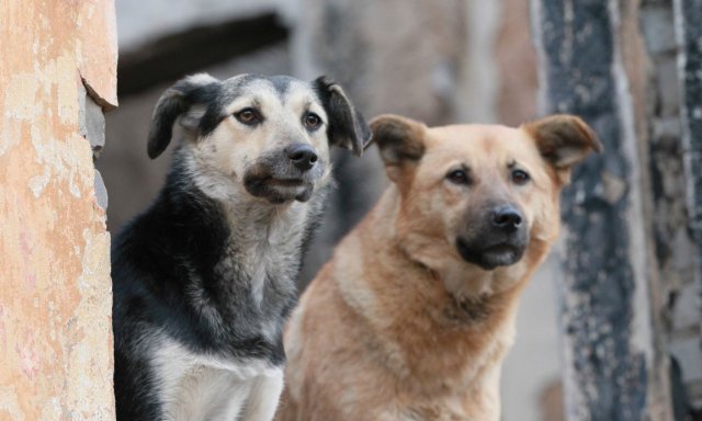 В ряде районов Красноярска введен режим ЧС из-за бродячих собак