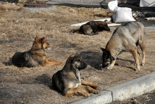 Уголовное дело возбуждено в Красноярском крае по факту нападения собак на ребенка