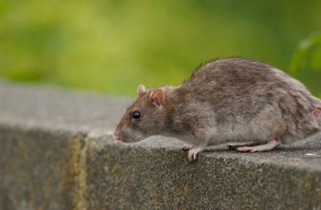 В Тульской области крысы покусали нескольких детей