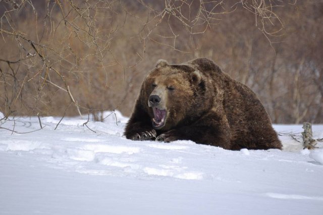 Жителей Московской области предупредили об опасности встречи с медведем