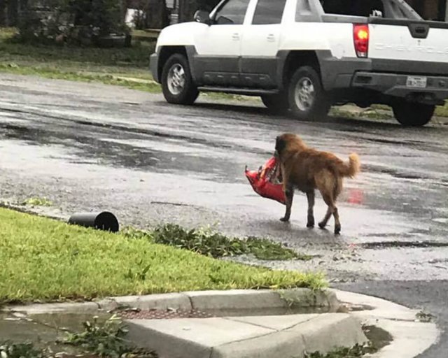 В Техасе обнаружили бродячего пса, который воровал посылки