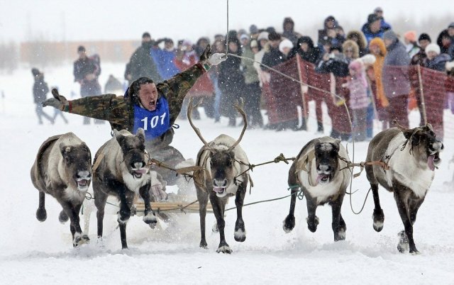 В Якутии отменили международные соревнования оленеводов