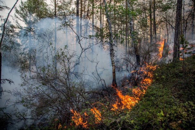 Ликвидация крупного лесного пожара завершилась в Брянской области