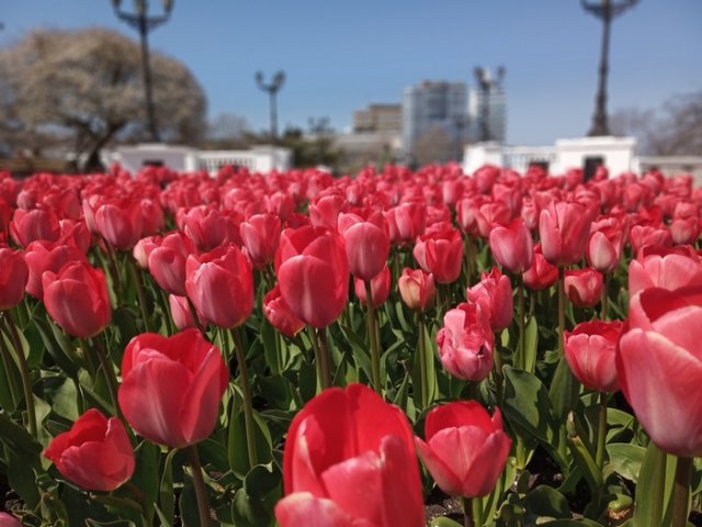 Парад тюльпанов онлайн будет проведен в Севастополе
