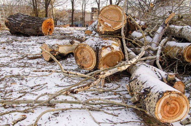 Расследование дела о незаконной вырубке деревьев проводится в Калуге