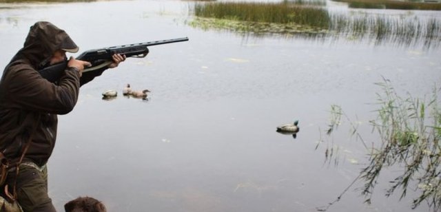 32 нарушения выявлены в Тверской области по факту запрета на охоту