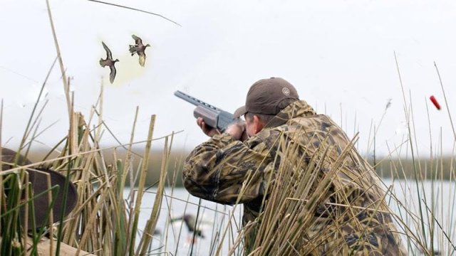 Временный запрет на охоту введён в Приморье