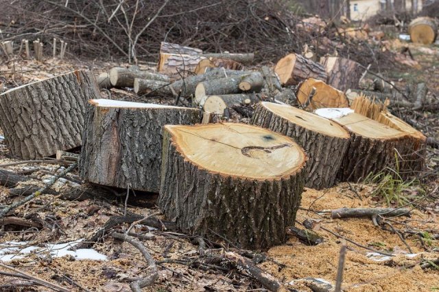 Незаконная вырубка деревьев была приостановлена в Тверской области