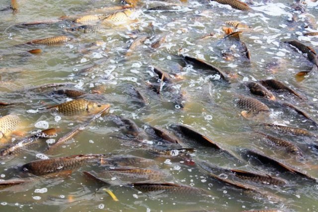 Жителя Саратова обвиняют в незаконной ловле рыбы