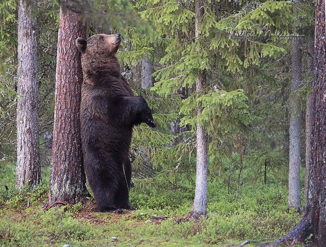 Жители посёлка на Ямале обеспокоены активностью медведей