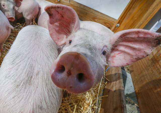 Очаг африканской свиной чумы зафиксирован в Приморском крае