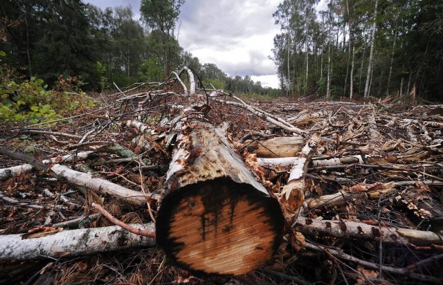 Жителя Самарской области обвинили в незаконной вырубке деревьев
