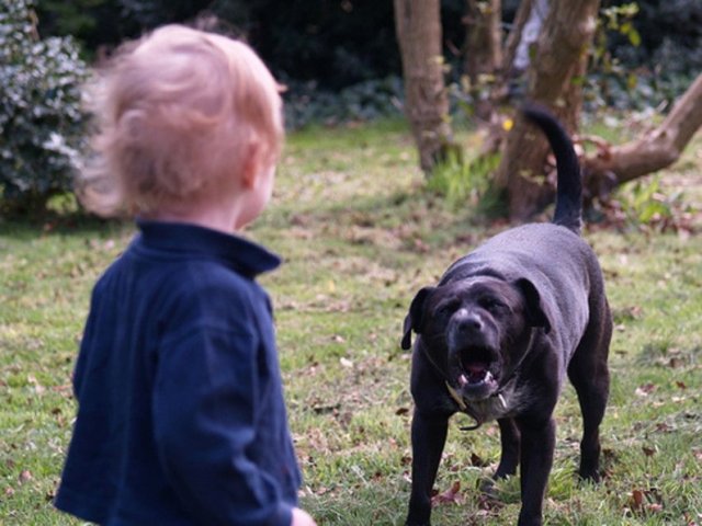 Проверка проводится по факту нападения бойцовой собаки на ребёнка в Набережных Челнах