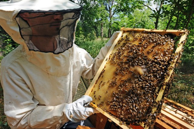 Ассоциация пчеловодов будет создана в Удмуртии