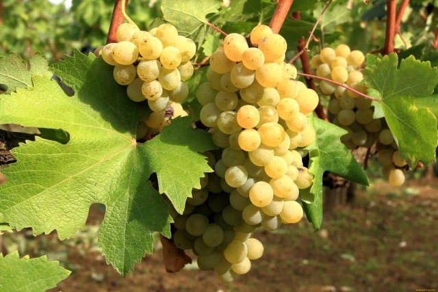 Выращиванием 26 сортов винограда займутся на территории Астраханской области