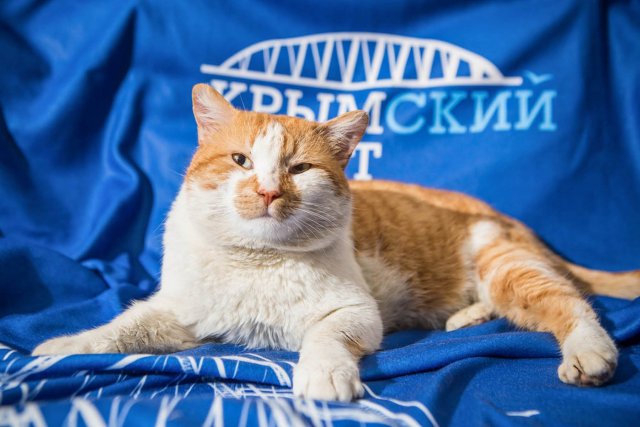 Крымский кот Мостик переезжает на новое место