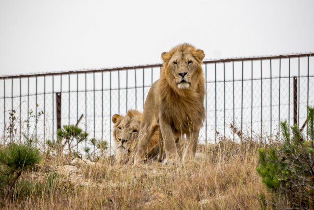 Сафари-парк в Крыму выплатит штраф за нападение льва на туристку
