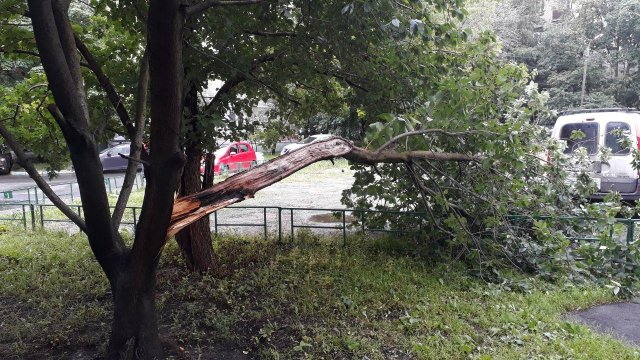 Проверка проводится по факту падения на бабушку с ребёнком дерева  в Белгороде