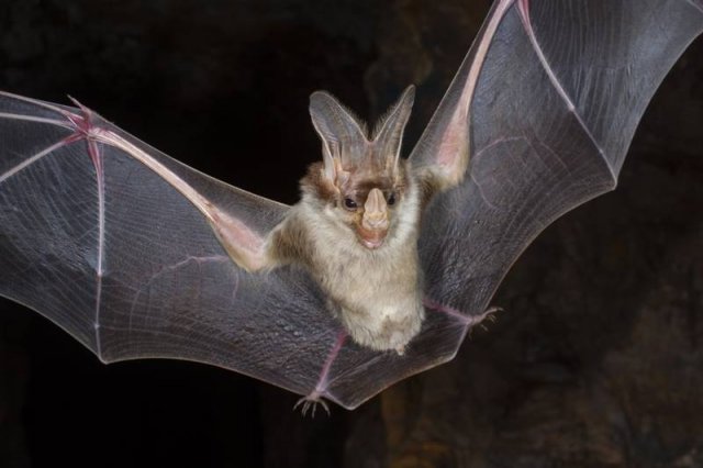 Нашествие летучих мышей напугало жителей Тобольска
