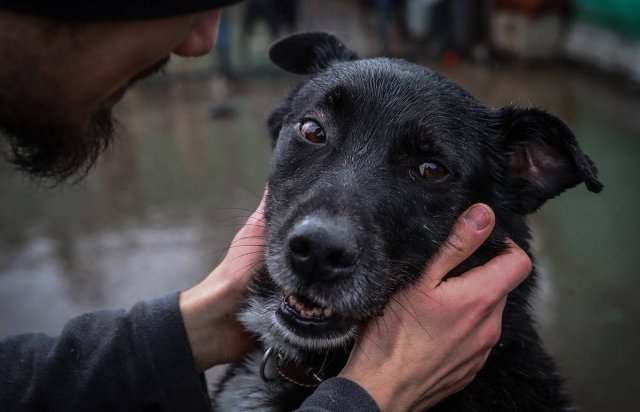 В России предлагают на законодательном уровне запретить изъятие домашних животных за долги