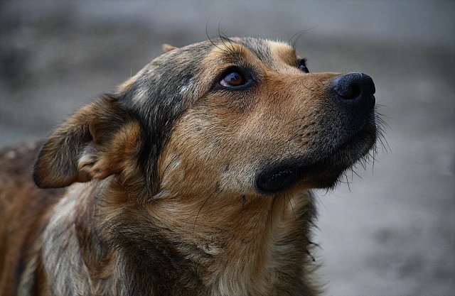 Жительница Брянской области пострадала из-за нападения собаки