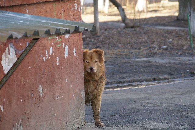 Жители Дзержинска обеспокоены появлением бродячих собак на улицах города