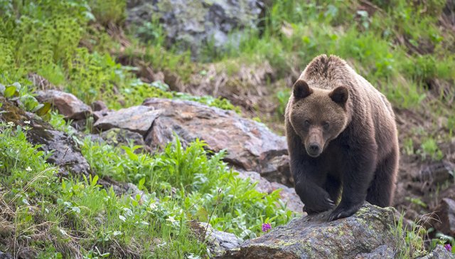 В Хабаровском крае трижды за неделю видели медведей в населённых пунктах