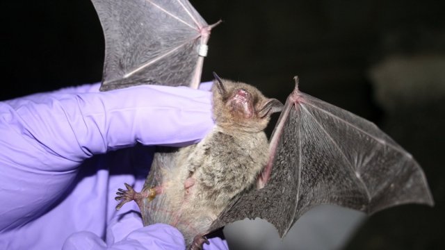 Проверку летучих мышей на заражение коронавирусом проведут сотрудники Роспотребнадзора