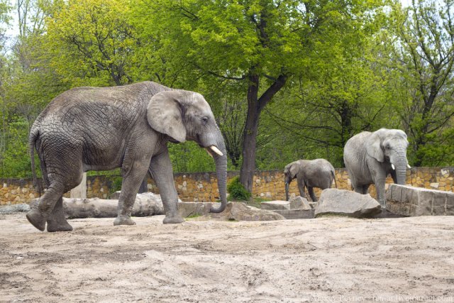 В зоопарке Варшавы предлагается лечить слонов марихуаной