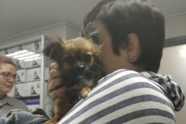 Операцию по спасению собаки провели зоозащитники Екатеринбурга