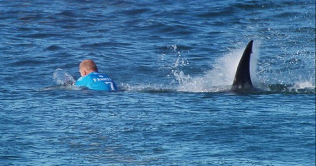 Сёрфер погиб в Австралии на популярном пляже Голд-Кост из-за нападения акулы