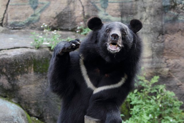Жители Хабаровского края стали жертвами нападения гималайского медведя
