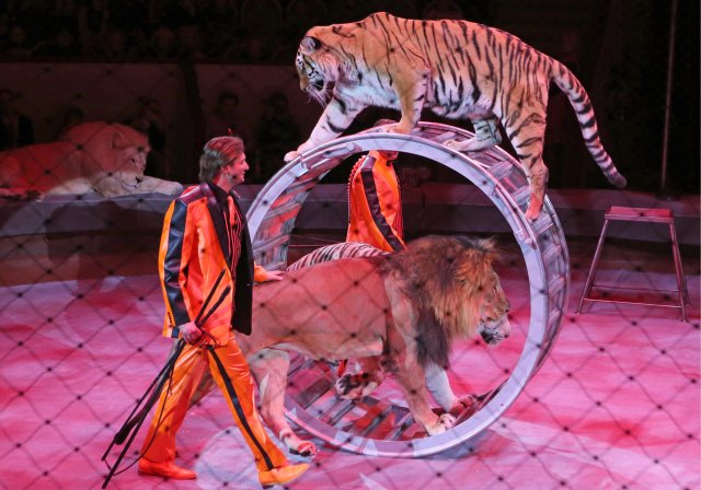 Запрет на цирки с животными ввели в Чехии