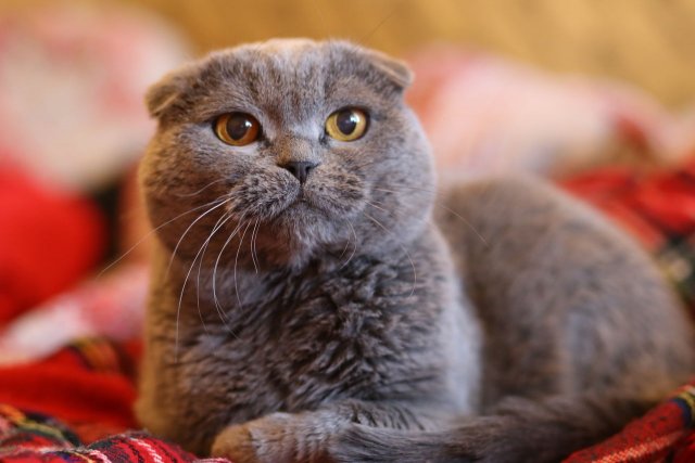 Объявление о продаже необычного кота появилось в Новосибирске